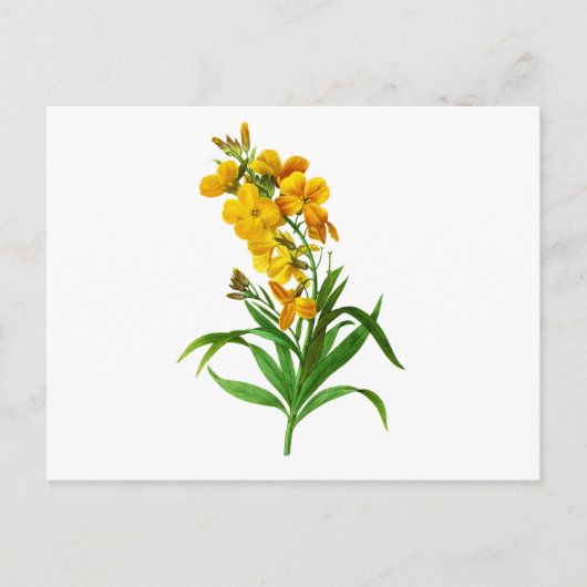 Giroflee Jaune door Pierre Joseph Redoute Briefkaart (Voorkant)