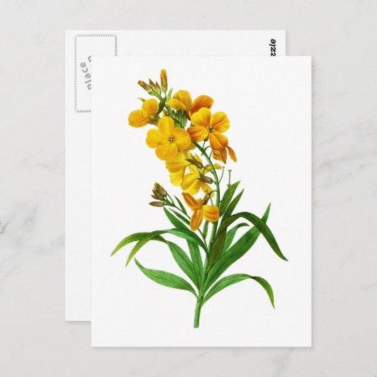 Giroflee Jaune door Pierre Joseph Redoute Briefkaart (Voorkant / Achterkant)