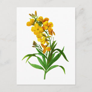 Giroflee Jaune door Pierre Joseph Redoute Briefkaart