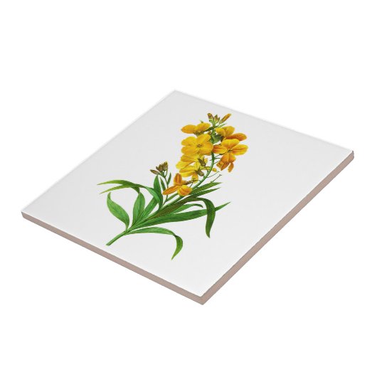 Giroflee Jaune door Pierre Joseph Redoute Tegeltje (Zijkant)