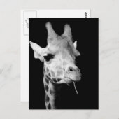 girrafe briefkaart (Voorkant / Achterkant)