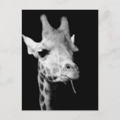 girrafe briefkaart (Voorkant)