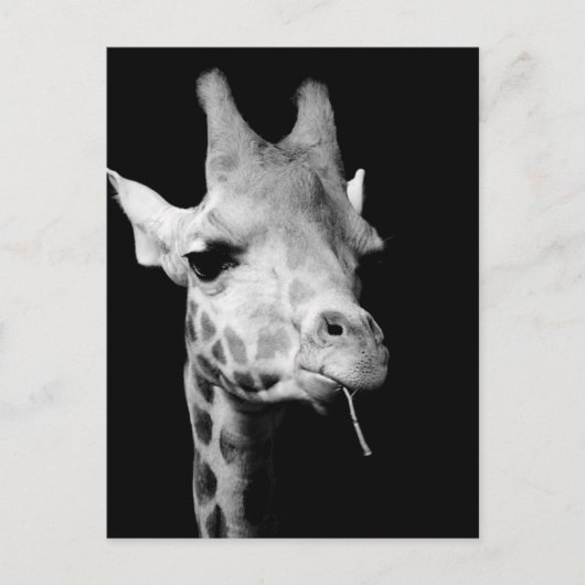 girrafe briefkaart (Voorkant)