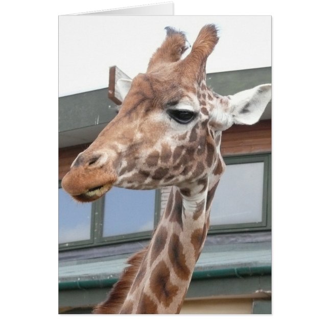 Girraffe (Voorkant)