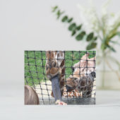 girraffe briefkaart (Staand voorkant)
