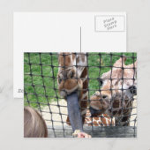girraffe briefkaart (Voorkant / Achterkant)