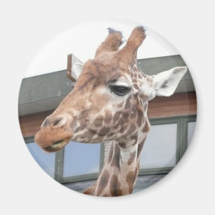 Girraffe Magneet