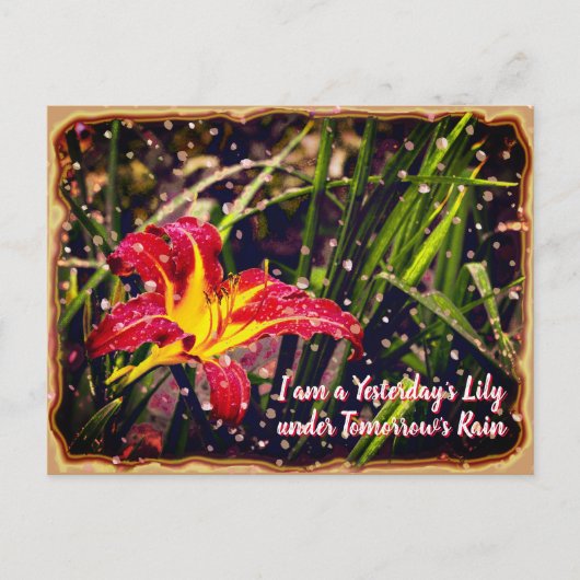 Gisteren heeft Lily morgen Regen Briefkaart (Voorkant)