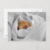 Gizmo Briefkaart (Voorkant / Achterkant)