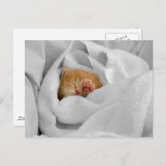 Gizmo Briefkaart (Voorkant / Achterkant)