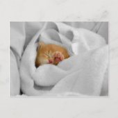 Gizmo Briefkaart (Voorkant)