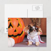 Gizmo - Chihuahua - Thomas Briefkaart (Voorkant / Achterkant)