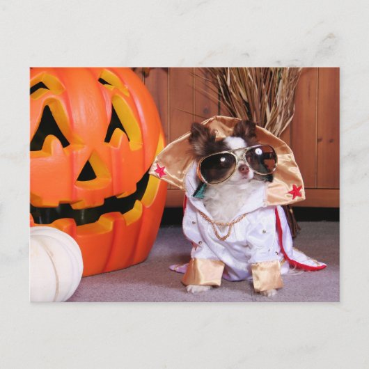 Gizmo - Chihuahua - Thomas Briefkaart (Voorkant)