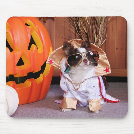 Gizmo - Chihuahua - Thomas Muismat (Voorkant)