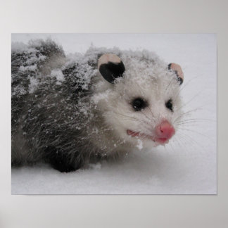 Gizmo-Poster afdrukken Poster