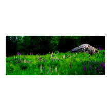 Glaciaal rotsblok in een lupine veld Poster