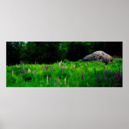 Glaciaal rotsblok in een lupine veld Poster