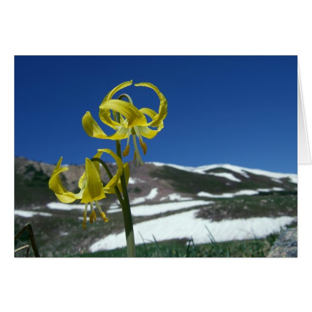 Glacier Lily (Voorkant Horizontaal)