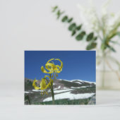 Glacier Lily Briefkaart (Staand voorkant)