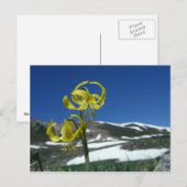 Glacier Lily Briefkaart (Voorkant / Achterkant)