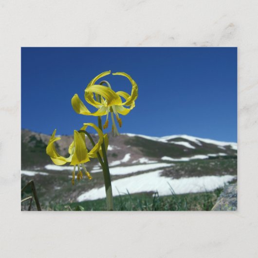 Glacier Lily Briefkaart (Voorkant)