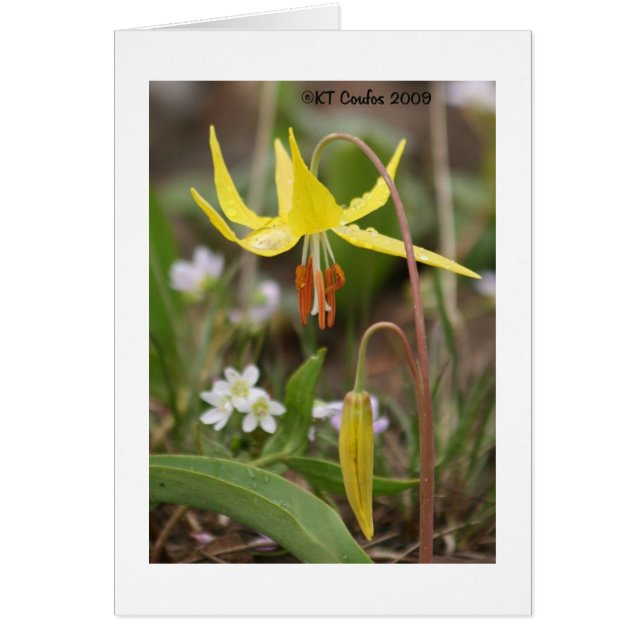 Glacier Lily Wildflower Card (Voorkant)
