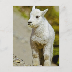 Glacier National Park, Montana, VS, Mountain Briefkaart