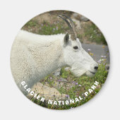 Glacier National Park Mountain Goat Foto Magneet (Voorkant)