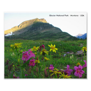 Glacier National Park Wildflowers 8x10 Print Foto Afdruk