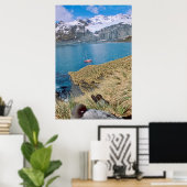 Glaciers and sailing yacht in background poster (Thuiskantoor)