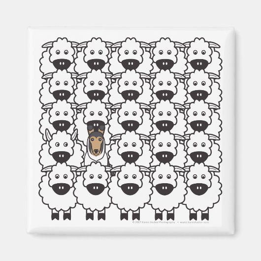 Gladde Collie in het Schaap Magneet (Voorkant)