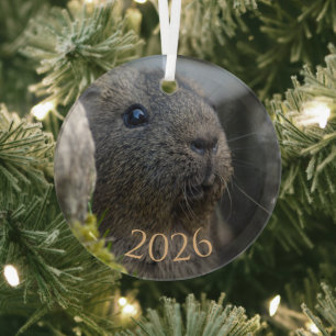 Gladde, kortharige, citroenkleurige agouti cavia i glas ornament