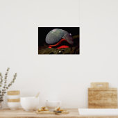 Gladde turban (Norrisia norrisii) Shell Poster (Keuken)