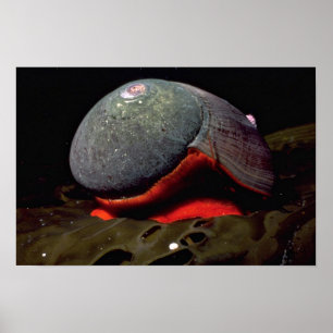 Gladde turban (Norrisia norrisii) Shell Poster