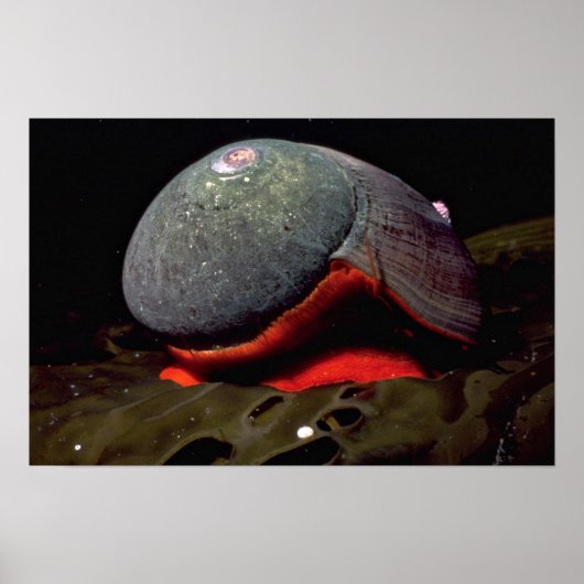 Gladde turban (Norrisia norrisii) Shell Poster (Voorkant)