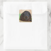 Gladder, Golden Agouti Guinee Pig Vierkante Sticker (Tas)