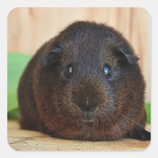 Gladder, Golden Agouti Guinee Pig Vierkante Sticker (Voorkant)