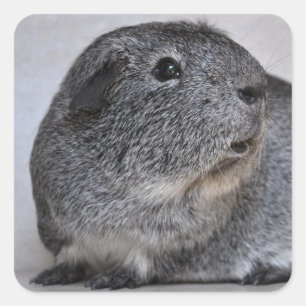 Gladder, zilver Agouti Guinee Pig Vierkante Sticker