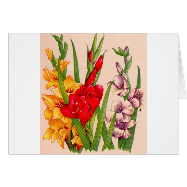 gladiola bloemen gladioli bloemen (Voorkant Horizontaal)