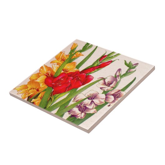 gladiola bloemen gladioli bloemen tegeltje (Zijkant)