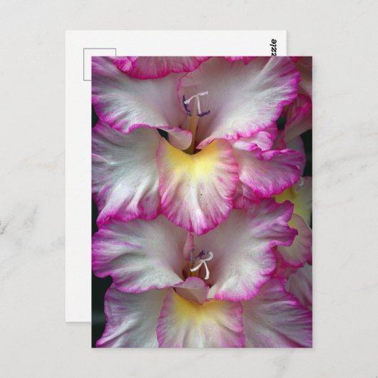 Gladiola florale schoonheid            briefkaart (Voorkant / Achterkant)