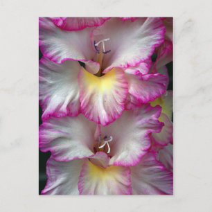 Gladiola florale schoonheid            briefkaart