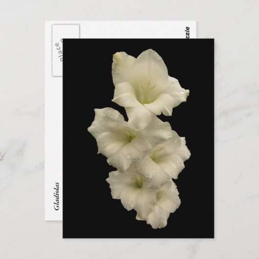 Gladiolas Briefkaart (Voorkant / Achterkant)
