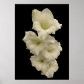 Gladiolas Poster (Voorkant)