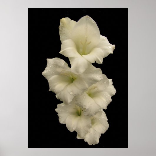 Gladiolas Poster (Voorkant)
