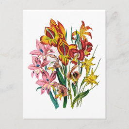 Gladioli Briefkaart