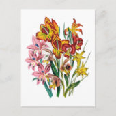 Gladioli Briefkaart (Voorkant)