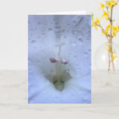 Gladioli, kaart (Gele Bloem)