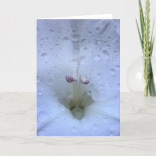 Gladioli, kaart