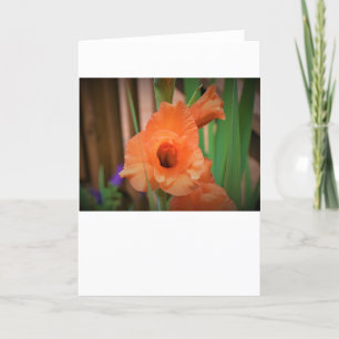 Gladioli, kaart